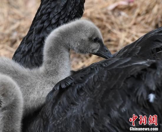 长春雕塑公园5只黑天鹅宝宝齐卖萌