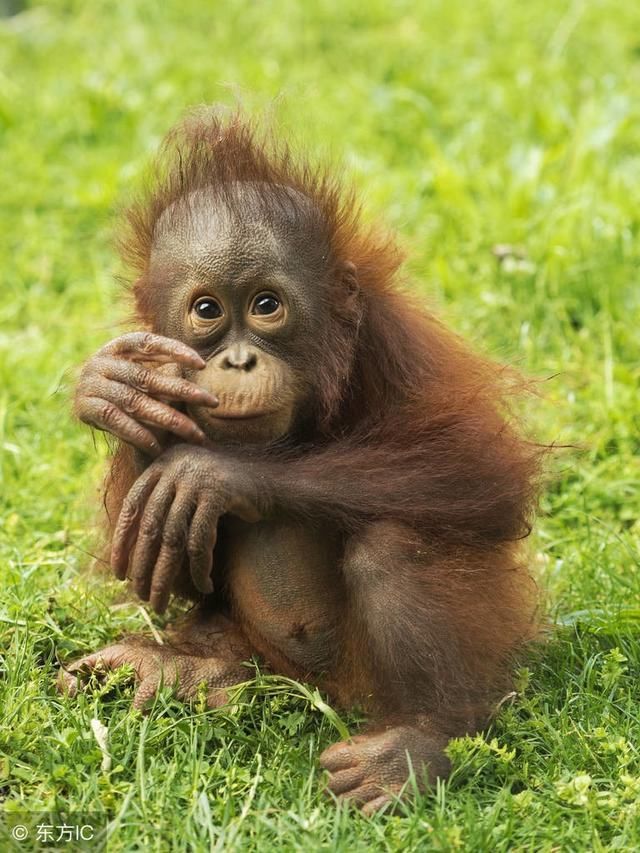 人无一世穷:出生1980年的苦命猴,什么时候开始