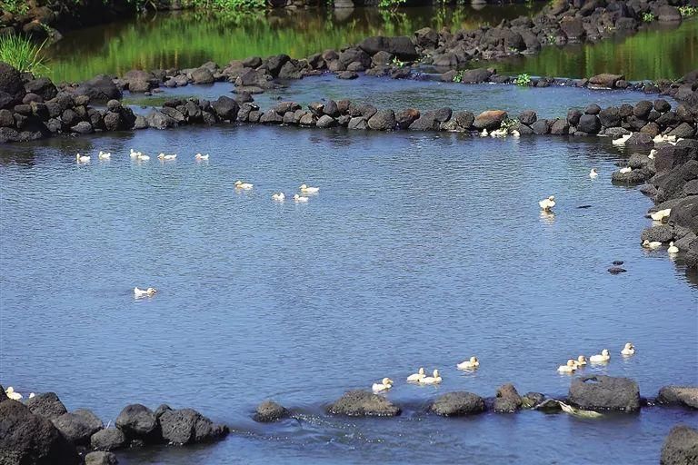 海口羊山湿地公园图片