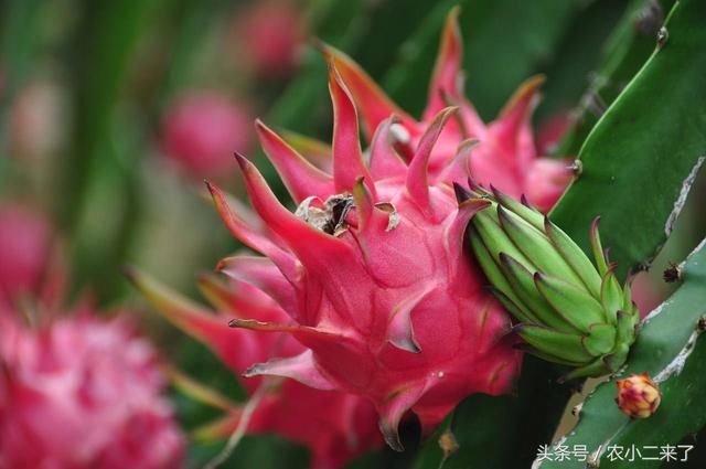 火龙果一年到底能结果几次呢?只能结一次吗?