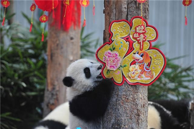 最萌新年祝福!中国大熊猫保护研究中心熊猫宝