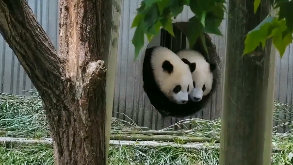 惊险一幕！四川地震瞬间，熊猫妈妈带幼崽室外避险