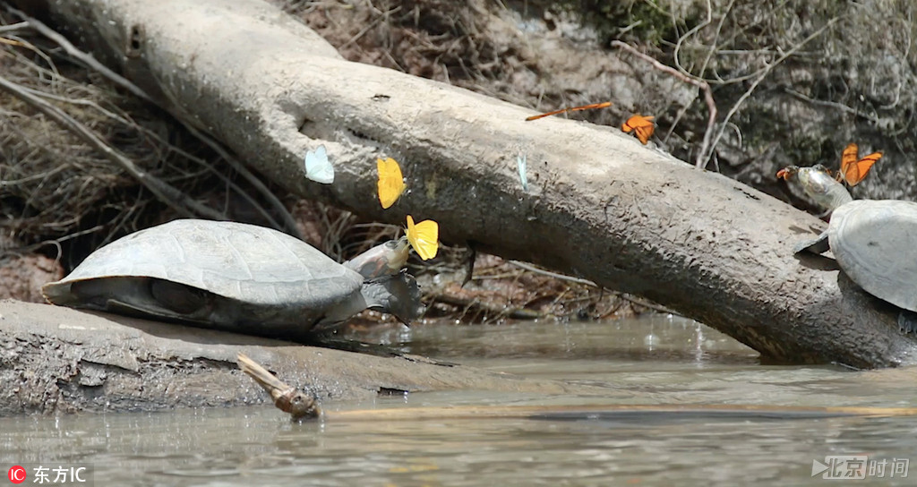 此前，蝴蝶通常会从树叶和花蜜获取钠物质，但随着当地变得越发地不宜居，钠这种物质也大大减少，所以蝴蝶为了获取耐以生存的钠物质，便得另辟蹊径，比如饮用乌龟的眼泪。