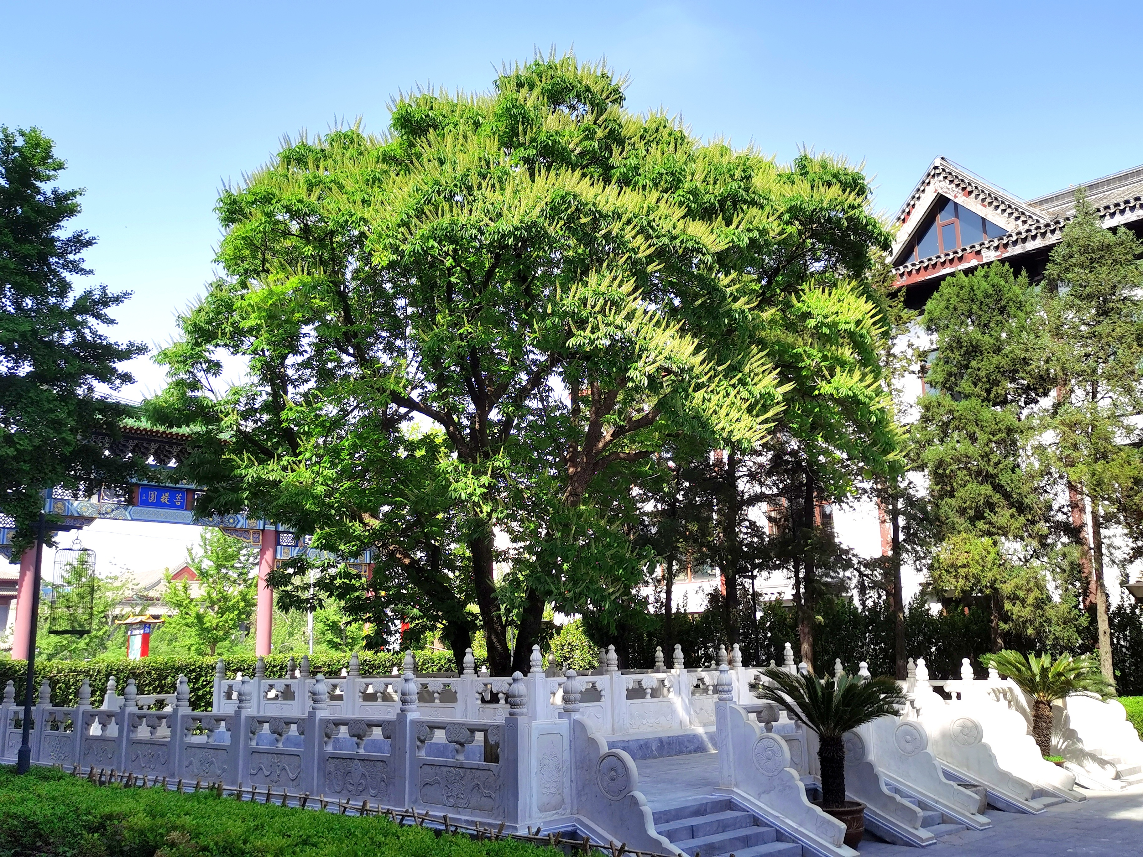 通惠河畔菩提园300多年的菩提古树正值花期 通惠河畔菩提园300多年的菩提古树正值花期