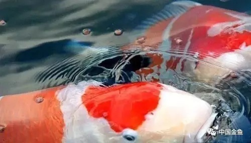 锦鲤突然死亡的七大原因