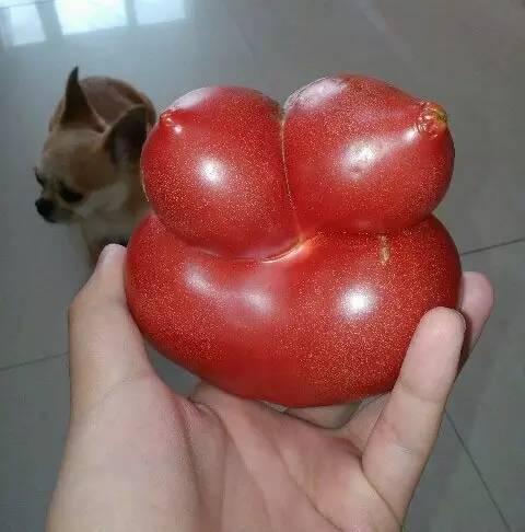 搞笑趣图:丰乳肥臀,就是我!植物也疯狂