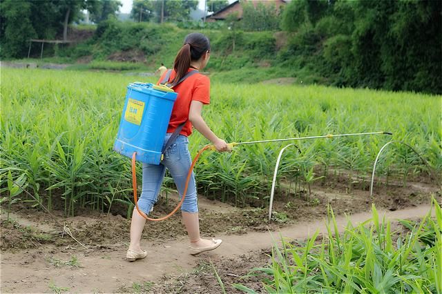 请问农村特种红薯有什么发展前景?在哪里有五