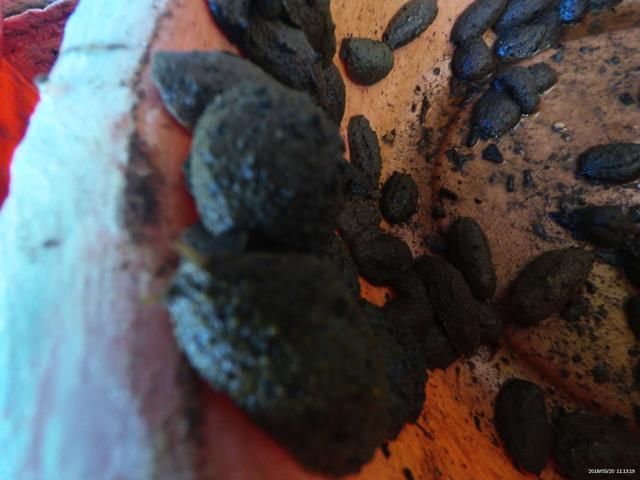 休渔期就没有海鲜吃了吗?带你去钦州的海鲜市