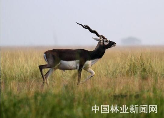 全球野生动物保护聚焦两大命题