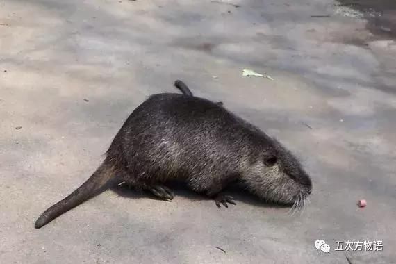 各地出现的二三十多斤的"大老鼠",到底是怎么回事?
