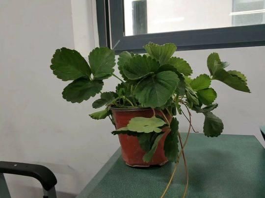 学校让学生集体种草莓 有人担心:养不活是否要