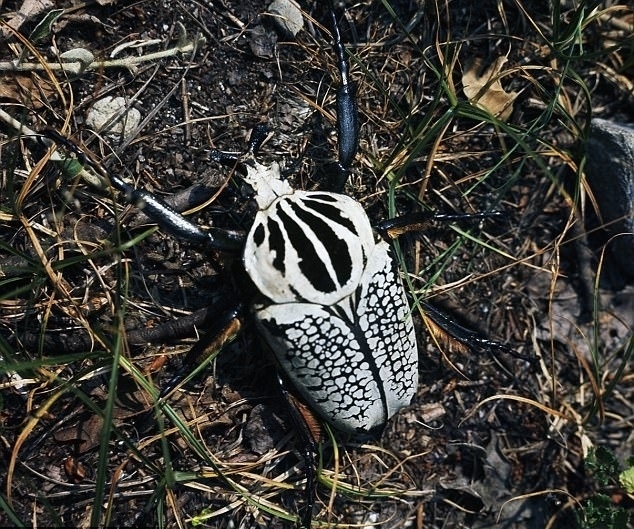 盘点了一些世界上最大、最重、最长和最强壮的昆虫，令人望而生畏，其中大多数是来自亚洲、北美洲和澳大利亚的巨型甲虫、蜘蛛、蝴蝶、飞蛾等，比如比老鼠重、可以用两个爪子掰断一根铅笔、可以当宠物养的甲壳虫。虽然它们外表有些吓人，但大多数都不会主动攻击人类。