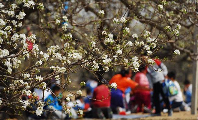 北京大興龐各莊鎮梨花村賞花旅遊指南(花期 地址 交通)