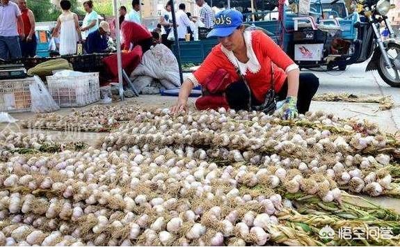 去年种大蒜亏钱,大蒜还有2个月就收获了,价格