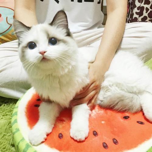 猫咪莫名兴奋的3种原因找到了!看后觉得我可能