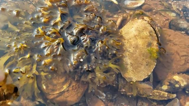 男子海边捉海鲜,看到一块"白色石头"在冒泡,拿起一看乐坏了!