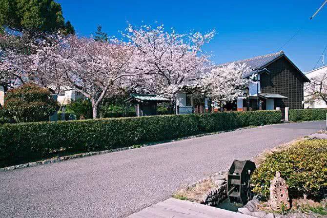 飞机上禁烟却还设烟灰缸?日本樱花啥时候去赏