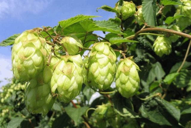 农村的这种野花, 开花不但漂亮, 还是做啤酒的一种原材料