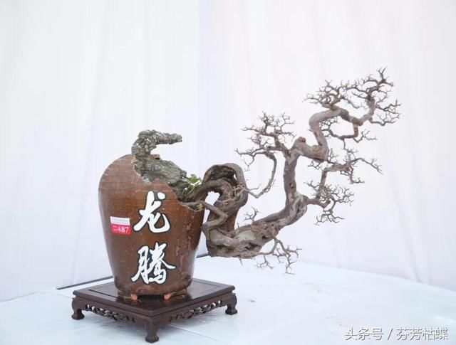 大师做的悬崖式盆景,随便一盆价值上万,学几招