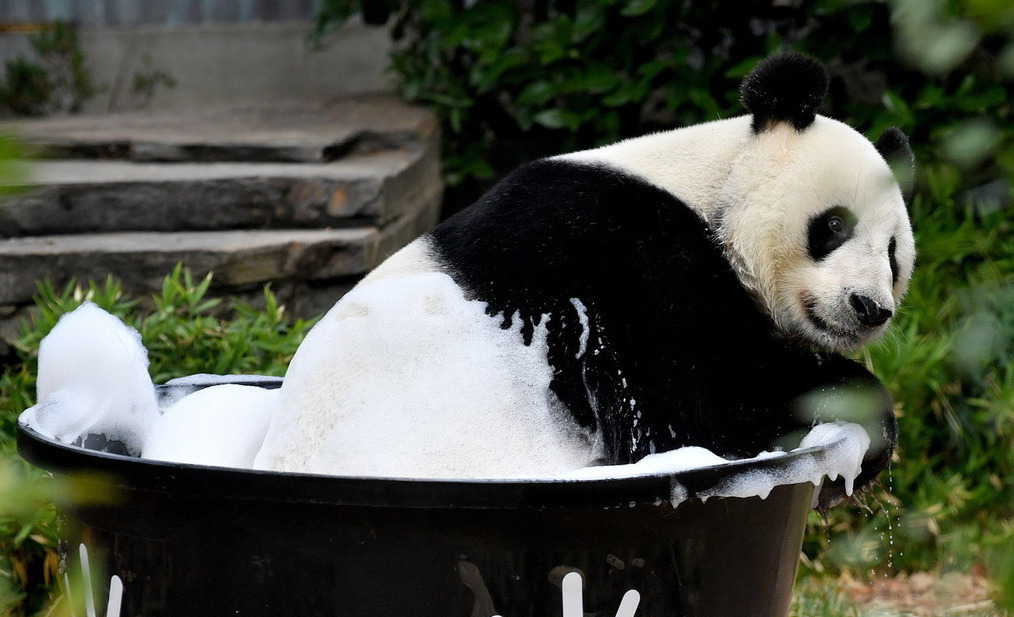 旅澳大熊猫沐浴洗澡 浑身泡沫萌死人