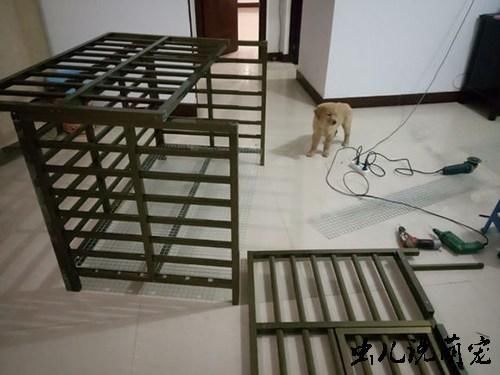 狗子拆家怎么办?网友自己想了一个好办法,之后