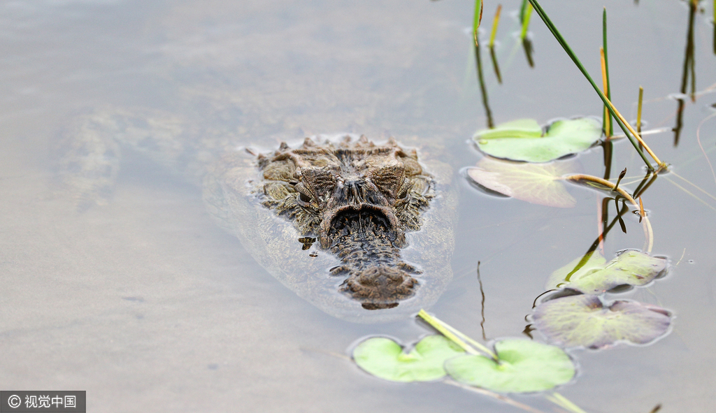 在高尔夫球场游弋的鳄鱼。
