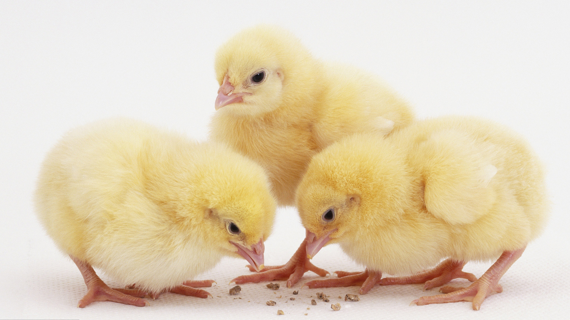 “蛋壳”都没了还能有“鸡”?她带你领略生命的神奇 “蛋壳”都没了还能有“鸡”?她带你领略生命的神奇