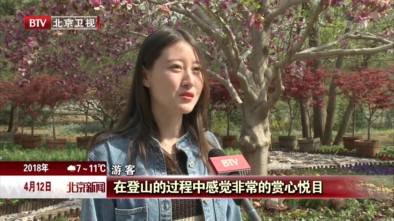 北京:香山山花正香  延庆杏花盛放 北京:香山山花正香  延庆杏花盛放