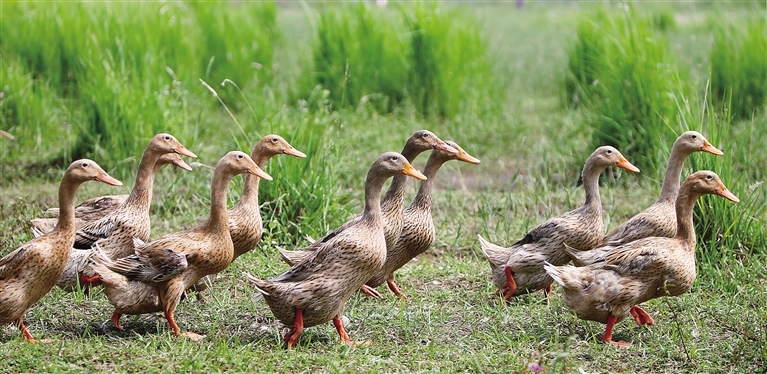 儋州跑海鸭延伸产业链 "跑"出一条产业化之路