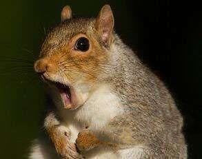 地球上10大最聪明的动物,狗第七,猪第四,黑猩猩