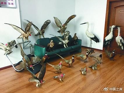 快手主播晒标本举报 所晒野生动物标本已违法