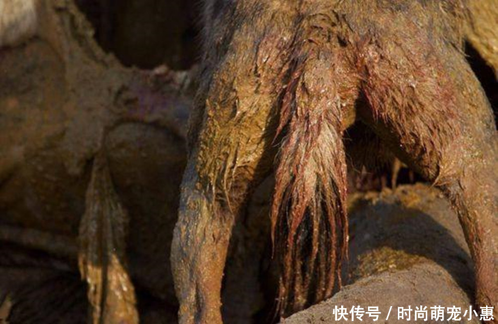 鬣狗吃食物的部位太重口味,难怪被抓都能安然无事,真让人恶心