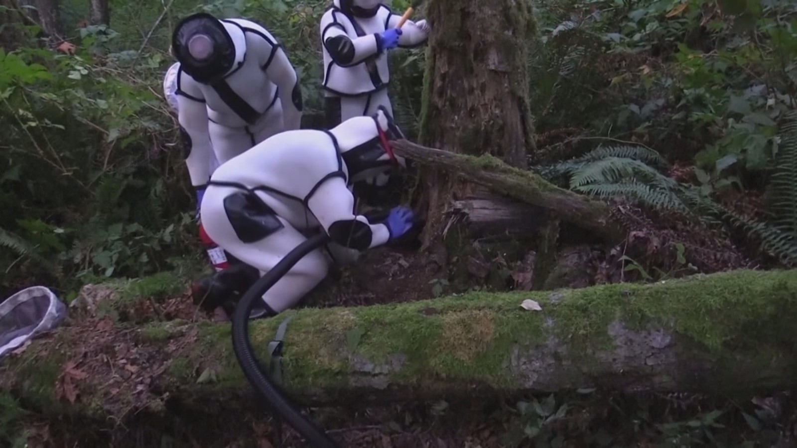 美国华盛顿州捣毁本季发现的首个“杀人蜂”蜂巢