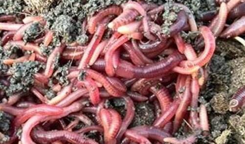 王刚发现蚯蚓的商机,回农村养殖蚯蚓,年收入过
