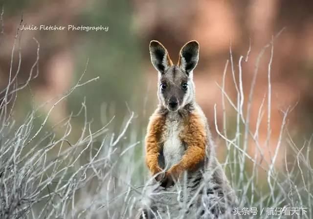 深入澳大利亚无人区
