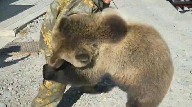 世界上三大怂动物之一俄罗斯的熊