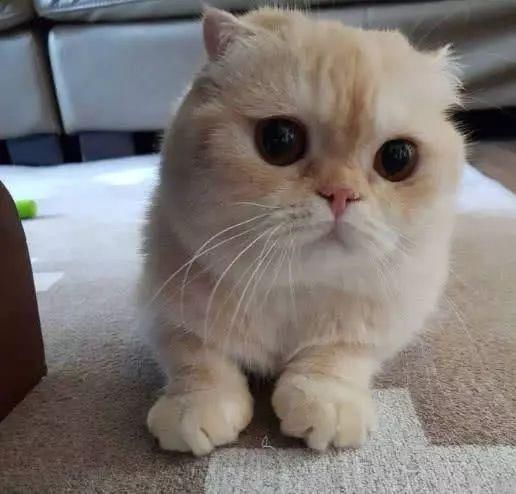 小胖橘的侧脸胖的五官都看不见了,像个小包子,好想咬一口