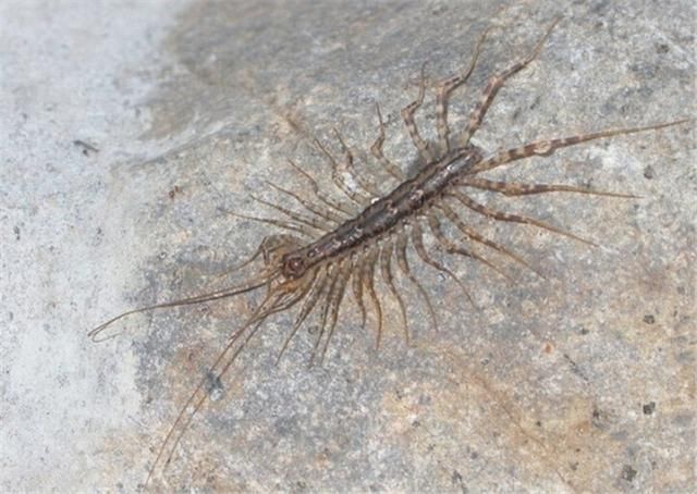 农村称这种多腿的虫子为蚰蜒钻到小孩耳朵里