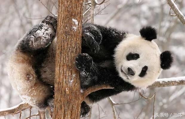 熊猫在动物界中战斗力能排第几?