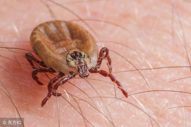 头皮螨虫多了好掉发长疙瘩,孩子也不例外,常洗