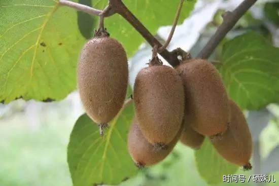 硒妹儿:农村大山里的野生猕猴桃别看个头小,它