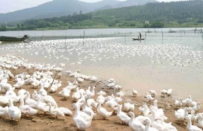 好消息!农村搞养殖可申请无息贷款