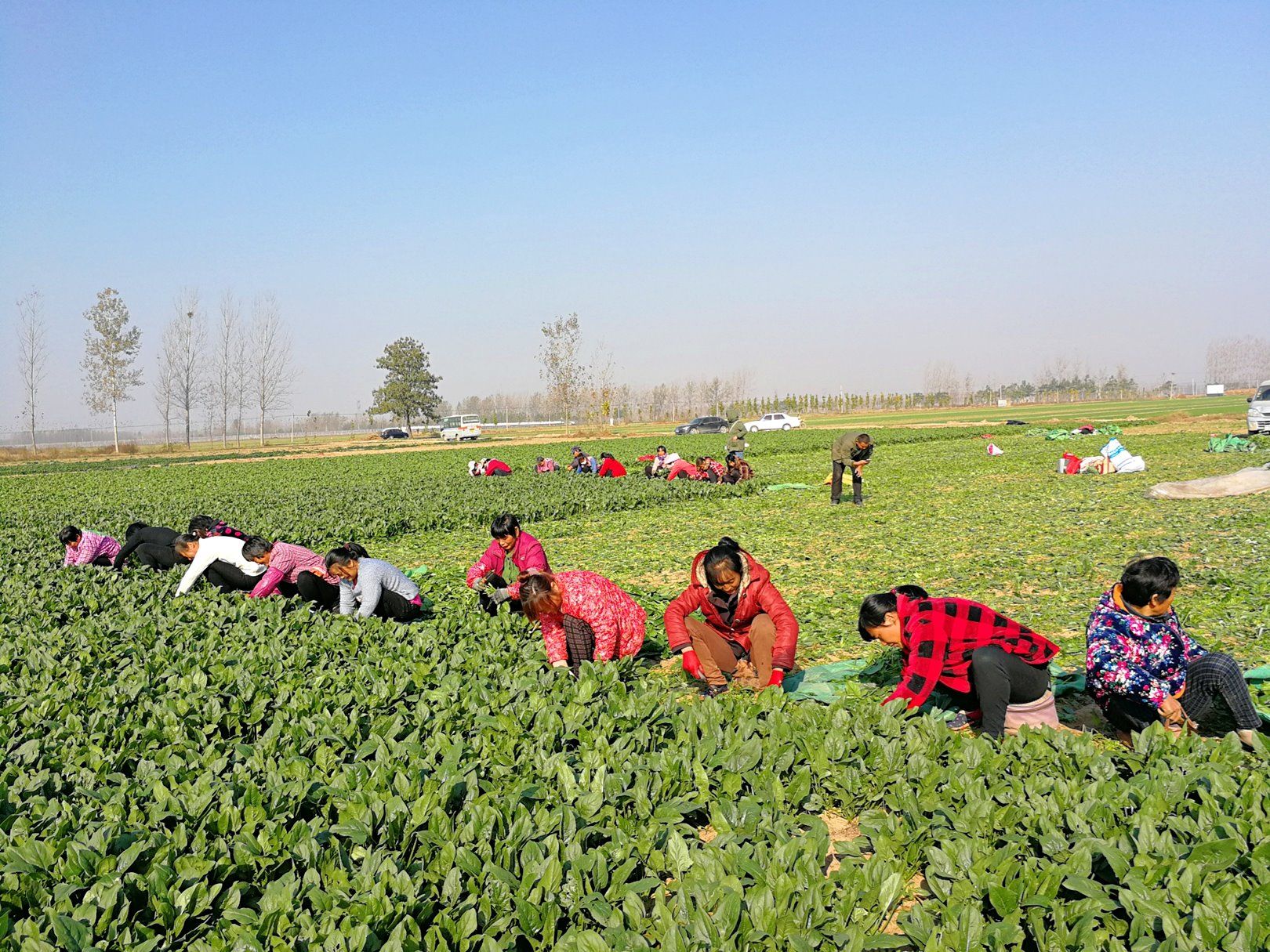 2017年种植这种农产品的农民很伤心，一毛钱一斤都没有人要