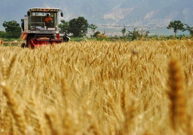 小麦不出穗,大蒜不出薹,今年的农产品究竟是怎