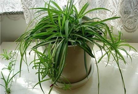 放一些啤酒在养花中的妙用,让花卉更加油绿光