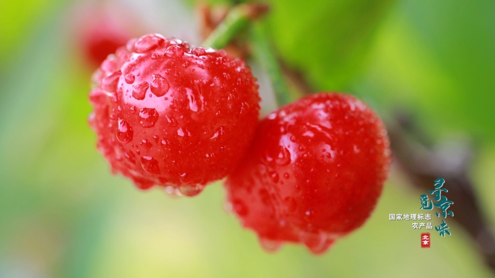 小樱桃的大转型,走进北京西集镇的甜蜜与美好 小樱桃的大转型,走进北京西集镇的甜蜜与美好