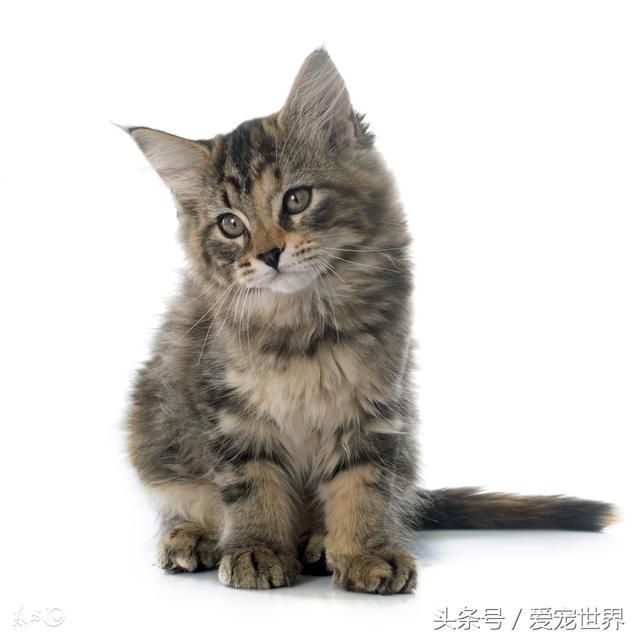 怎么教猫咪用猫砂,教程科普