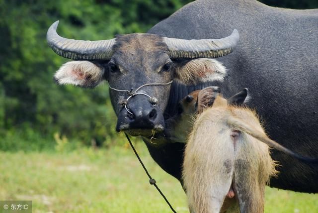 生肖牛腰缠万贯还不够,还要福运多多!快来看!