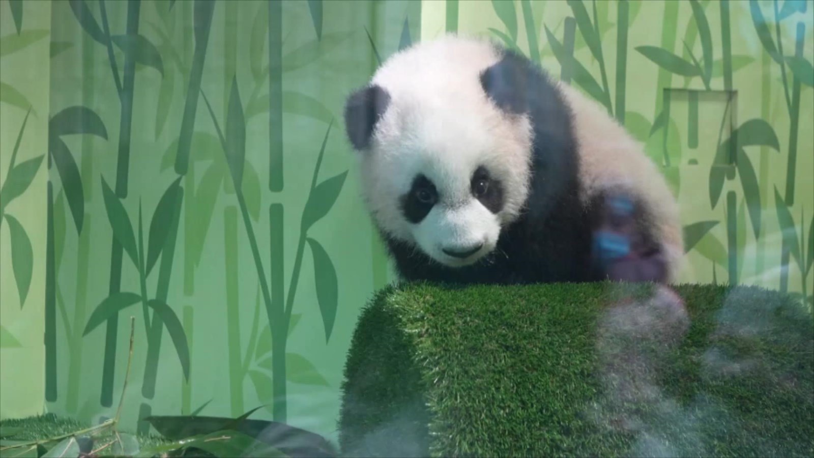 新加坡出生首只大熊猫宝宝与公众见面
