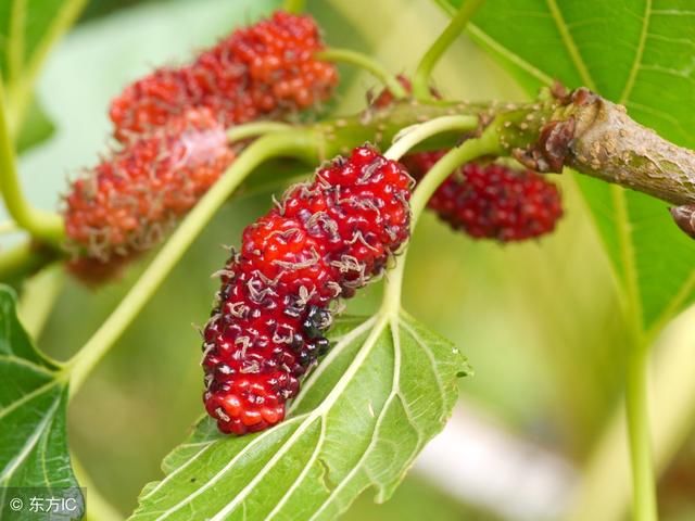 宫寒吃什么药,中医师说了,这10种中药调理效果